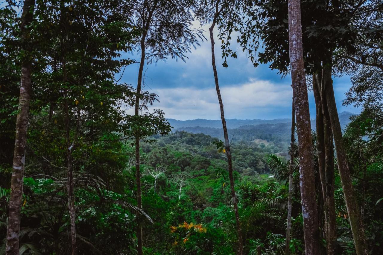 Selva Madre Eco-Sanctuary Cahuita Exterior foto